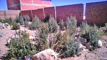 En un espacio de expansión urbana se destruyó un área verde de quiswara.