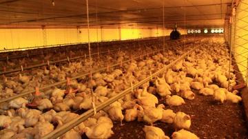 El Gobierno criticó la subida del precio de este producto de Bs 15 a 16.