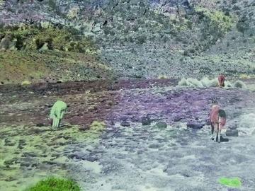 Los camélidos ya no tendrían agua ni pastos para sobrevivir.