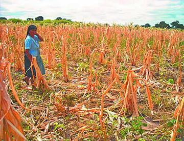 El deterioro de la agricultura estaría por encima del 50 por ciento.