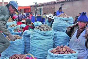 El precio de la papa rebaja en las ferias y los mercados