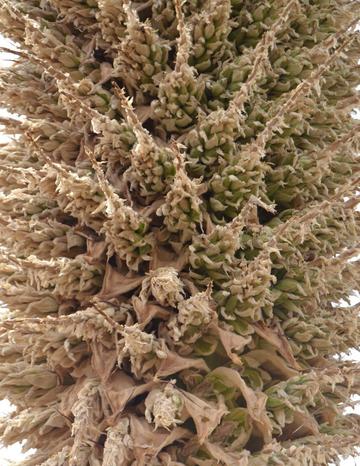 Ya se secan las flores de la Puya .