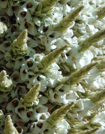 Piden rescatar la Puya Raimondi