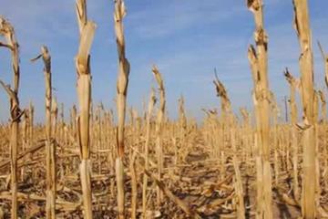 Ya son 32 los municipios en los que se declaró zona de desastre natural