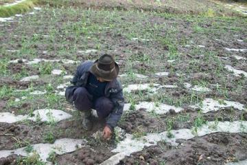 Reportan daño agrícola por la caída de fuerte granizada