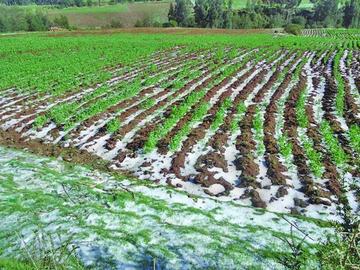 Caída de granizada destruye cultivos de papa y haba