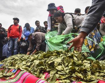 Proyecto de ley del Gobierno reconoce 20.000 has de coca 