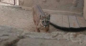 Muere el puma "Yara" en el Zoológico Andino de Oruro