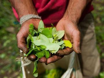 Gobierno insta restar 5.000 has y coca cero en parques ecologicos