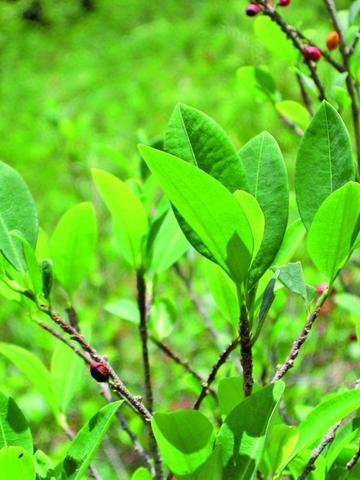 Yungueños hacen vigilia por la ley de  la coca