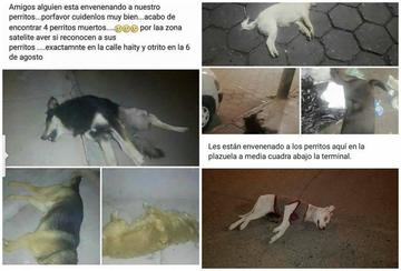 Así se denunció la muerte de los animales por las redes sociales.