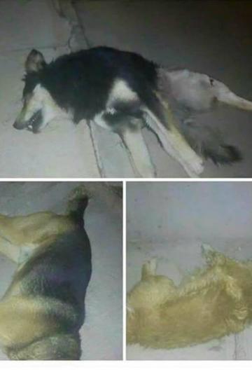 Abren una investigación sobre  la muerte de veintena de perros