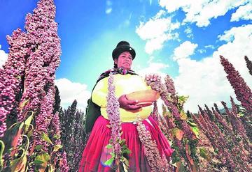 El grano en Bolivia tiene 17 % de proteínas, 12 aminoácidos, micronutrientes, antioxidantes y Omega 3 y 6.
