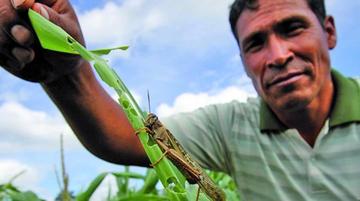 Cochabamba: la plaga de langostas invade Arani