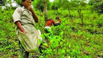 García Linera: Evo promulgará mañana la ley general de la coca