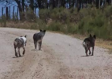 Reportan el cuarto caso de rabia canina