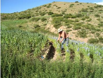 Chaquí apuesta por la producción de tarwi para su exportación