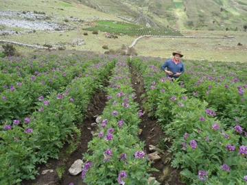 Chaquí recupera la producción de tarwi para su exportación