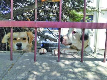 Planifican vacunación contra la rabia animal para este 11 de junio