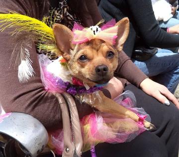 Invitan a la primera exposición canina