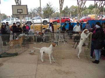 Exhiben variedad de razas de canes