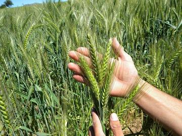 El seguro agrario indemnizó a 85.000 productores en 4 años