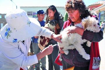 Alistan insumos de vacunación canina