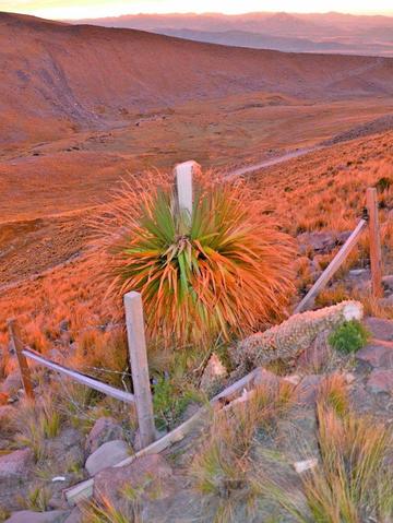 El daño a la planta centenaria.
