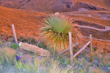 Revelan  la tala de una Puya  Raimondi