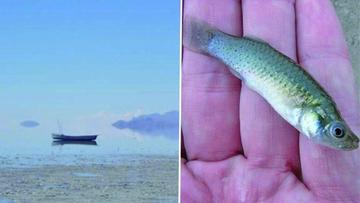 Pescadores hallan gran cantidad de alevines de pejerrey en Lago Poopó