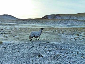Los animales están solos o en grupos en medio de la nieve.