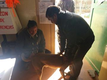 Continúa vacunación a los perros y gatos
