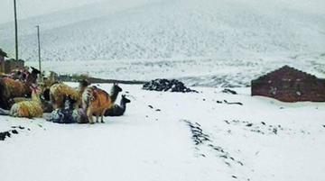 Los animales enfrentan dificultades debido a la nevada.