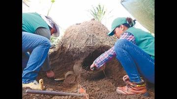 Hallan la pascana vieja en Terebinto