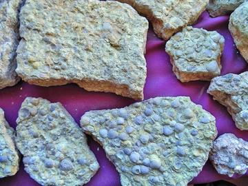 Varias piedras con caracoles fosilizados.