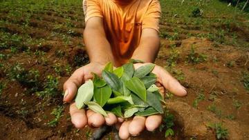 Según norma se establece un límite de 22.000 ha en el país; 14.300 para La Paz y 7.700 para Cochabamba.