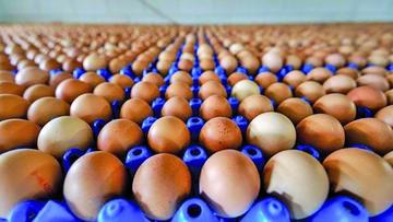 Dinamarca confirma venta de huevos contaminados