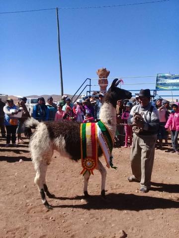 Exhiben 88 ejemplares de llamas certificadas en la feria camélida