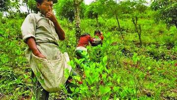 Revelan que parte del Tipnis fue deforestado para cultivo de coca