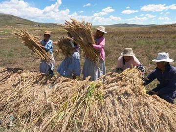 La producción de quinua se cae por la sequía y su mínimo precio