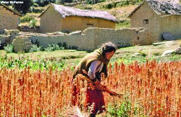 La siembra del grano de oro será tranquila.