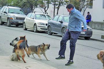 Salud: cada día 150 personas son mordidas por perros en Bolivia