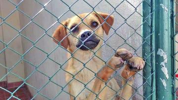 Solo cinco de 30 perros volvieron con sus dueños
