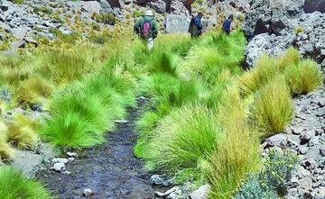 Las aguas nacen de manantiales drenados por los chilenos, en la región potosina de Quetena.