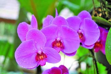 Recolectan orquídeas para el pesebre de “niño florero”