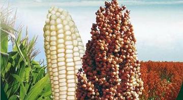 Productores de sorgo y maíz se suman al proyecto etanol