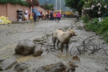 Hasta los animales fueron afectados por la riada.