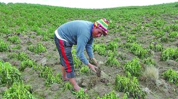El 15 por ciento de la producción de papa fue afectada.