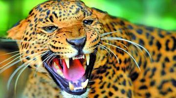 Afirman que de 15 procesos solo 2 obtuvieron sentencia por tráfico de jaguar