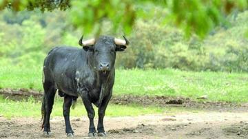 Un toro cornea y mata a un hombre de 51 años en Warnes